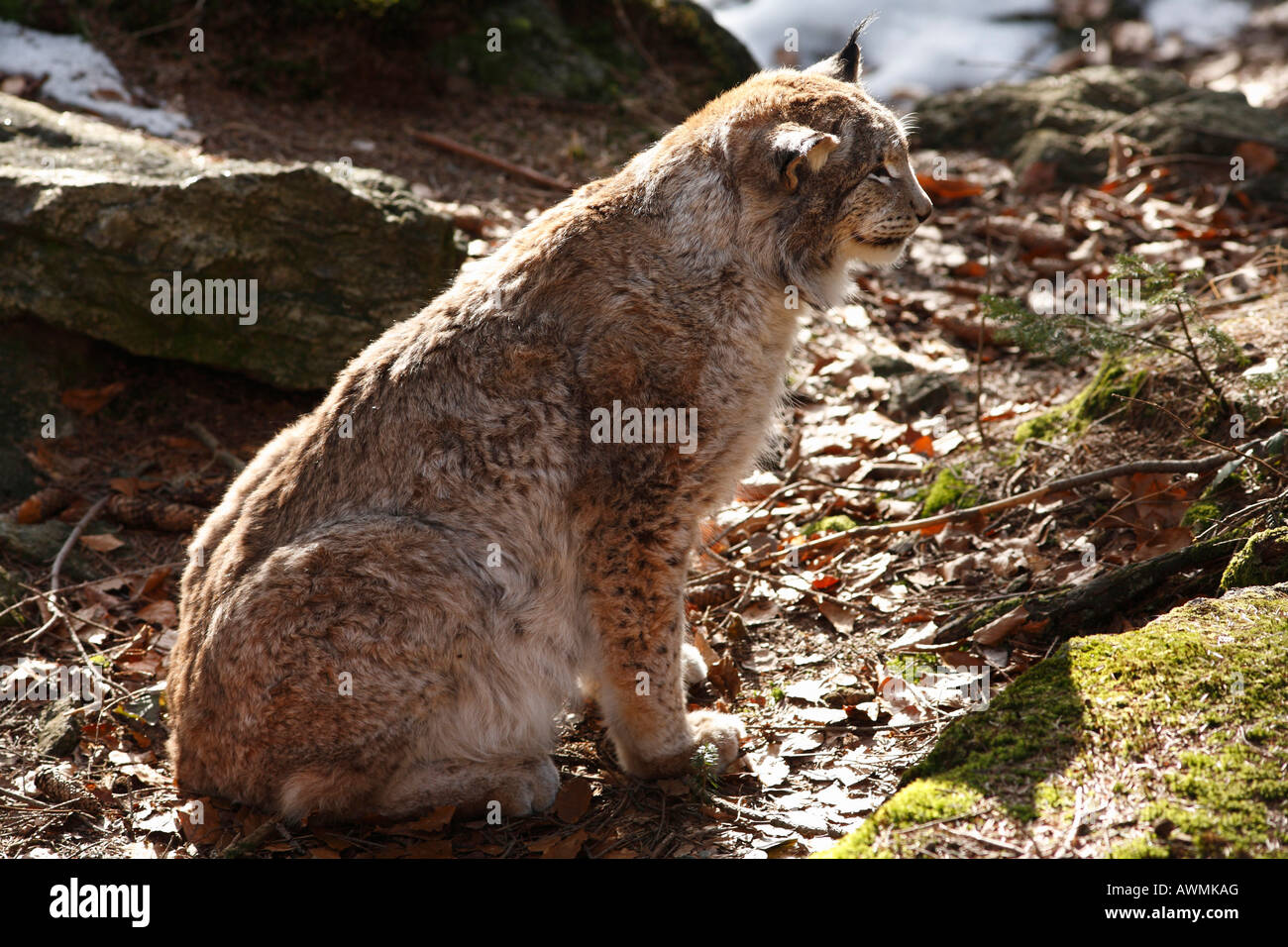 Male Eurasian Lynx (Lynx lynx) in an outdoor enclosure in the ...