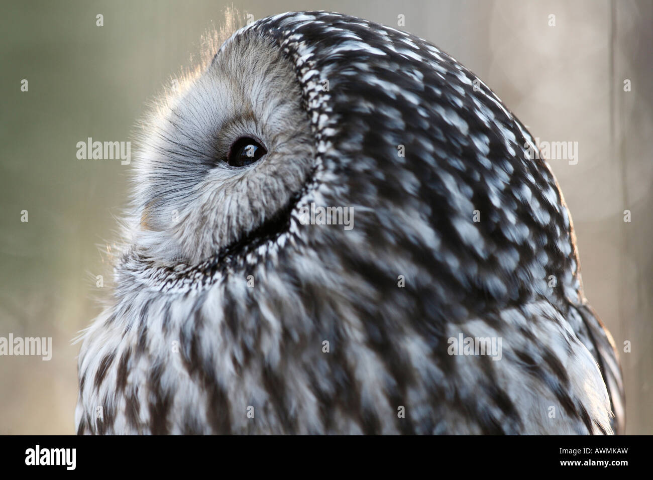 Ural Owl (Strix uralensis) in an outdoor enclosure in the Bayerischer Wald (Bavarian Forest), Lower Bavaria, Bavaria, Germany,  Stock Photo