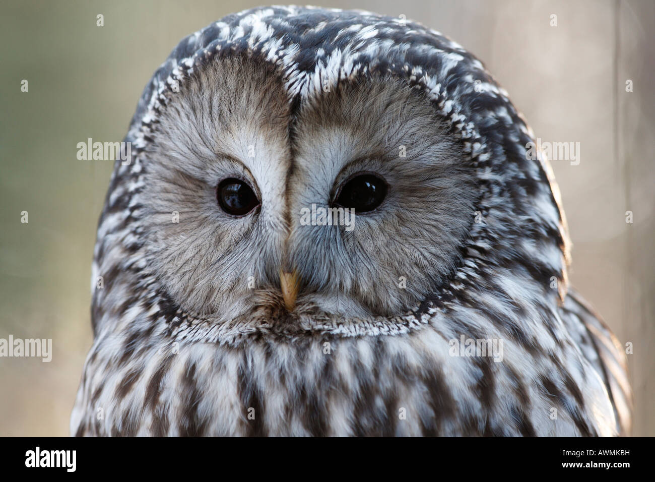Ural Owl (Strix uralensis) in an outdoor enclosure in the Bayerischer Wald (Bavarian Forest), Lower Bavaria, Bavaria, Germany,  Stock Photo