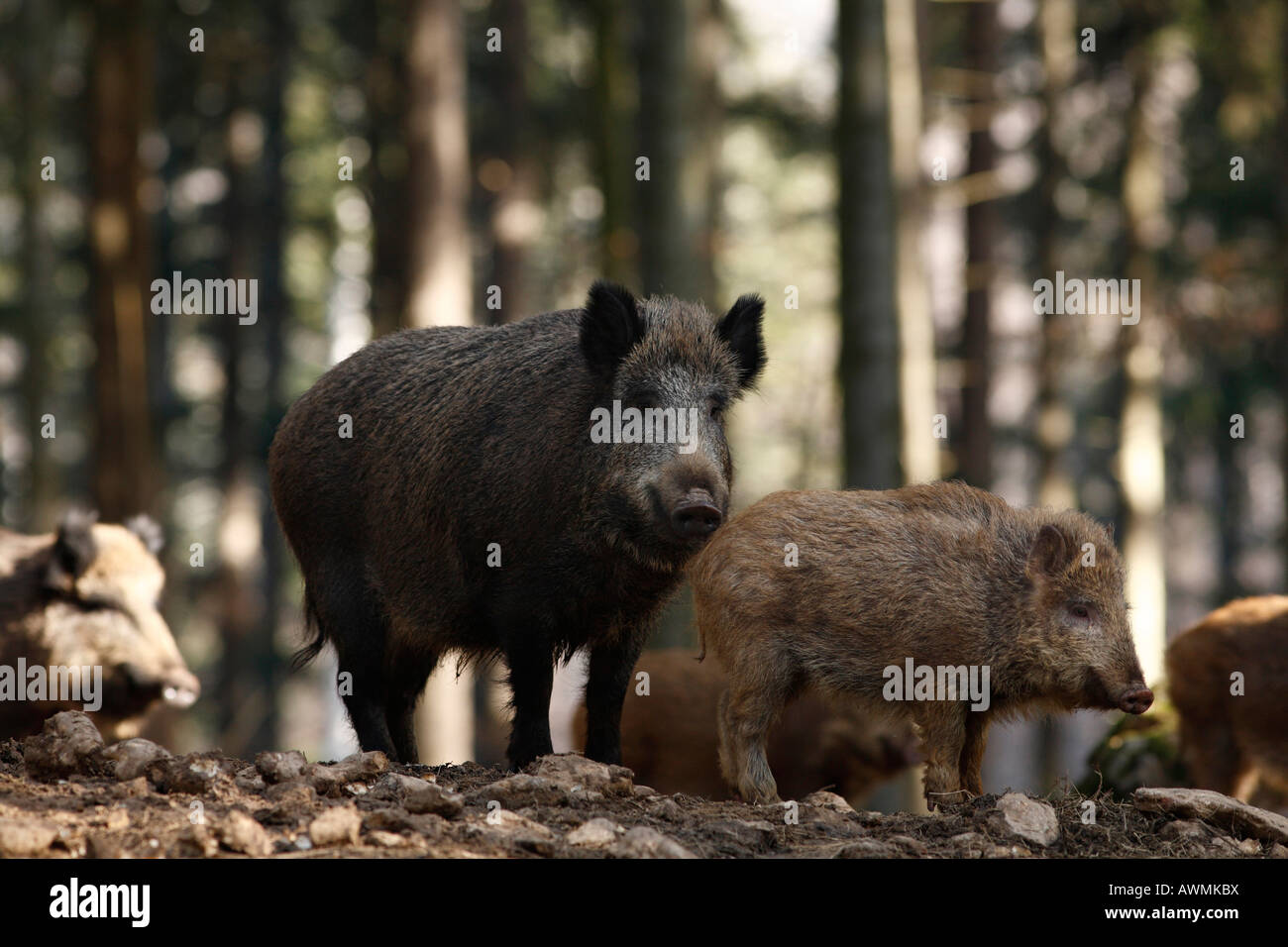 Wild Boars (Sus scrofa) in an outdoor enclosure in the Bayerischer Wald (Bavarian Forest), Lower Bavaria, Bavaria, Germany, Eur Stock Photo