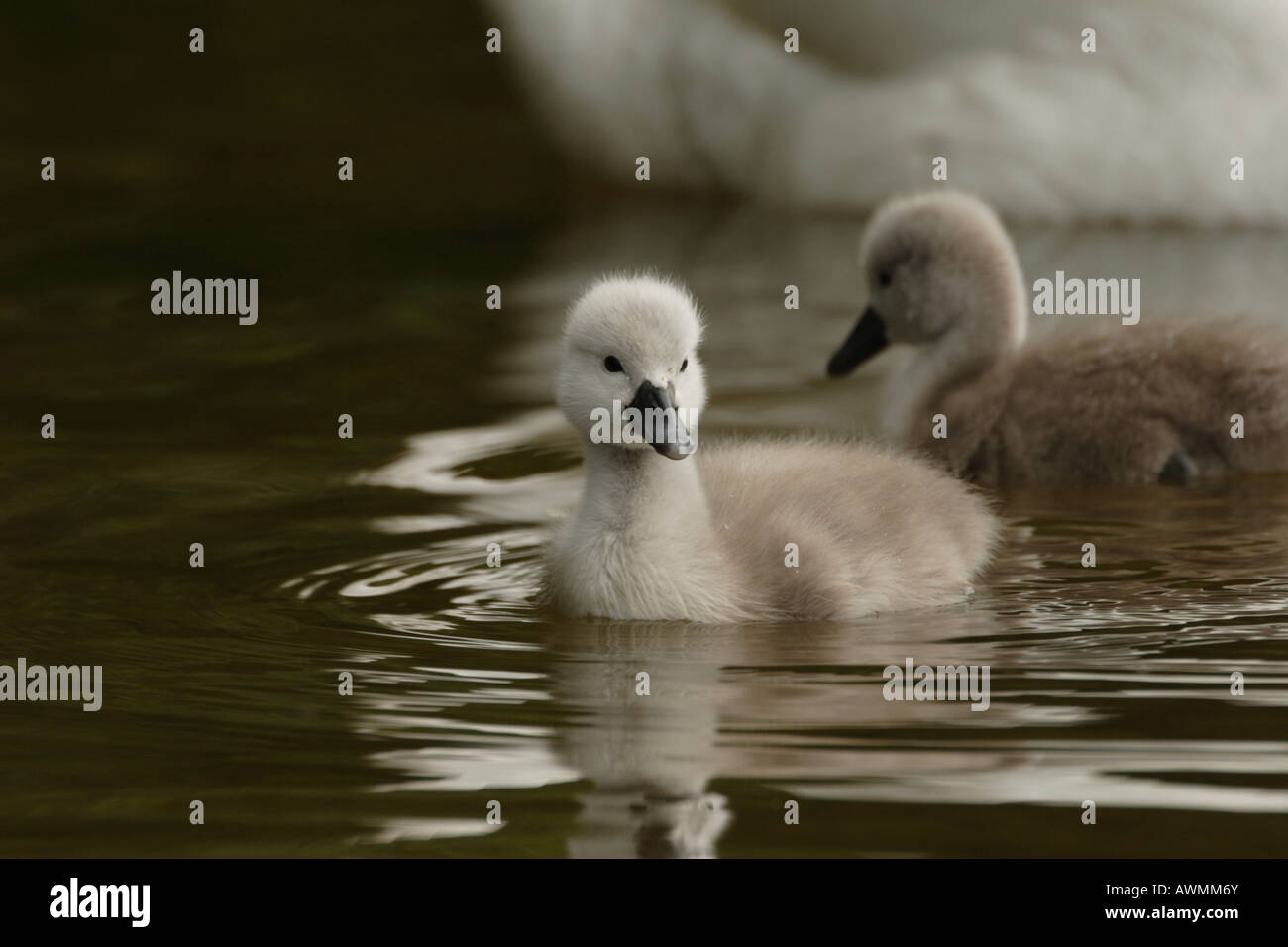 Young Mute Swans (Cygnus olor), cygnets in the water Stock Photo