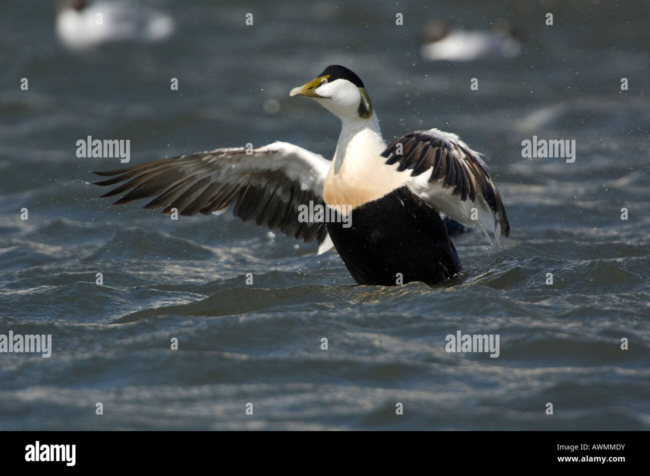 Common Eider (Somateria mollissima) with its wings spread, in the sea, Texel, Netherlands, Europe Stock Photo