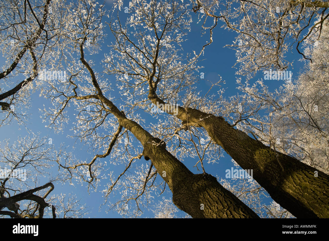 Treerops Treetops shot from below against hi-res stock photography and images ...