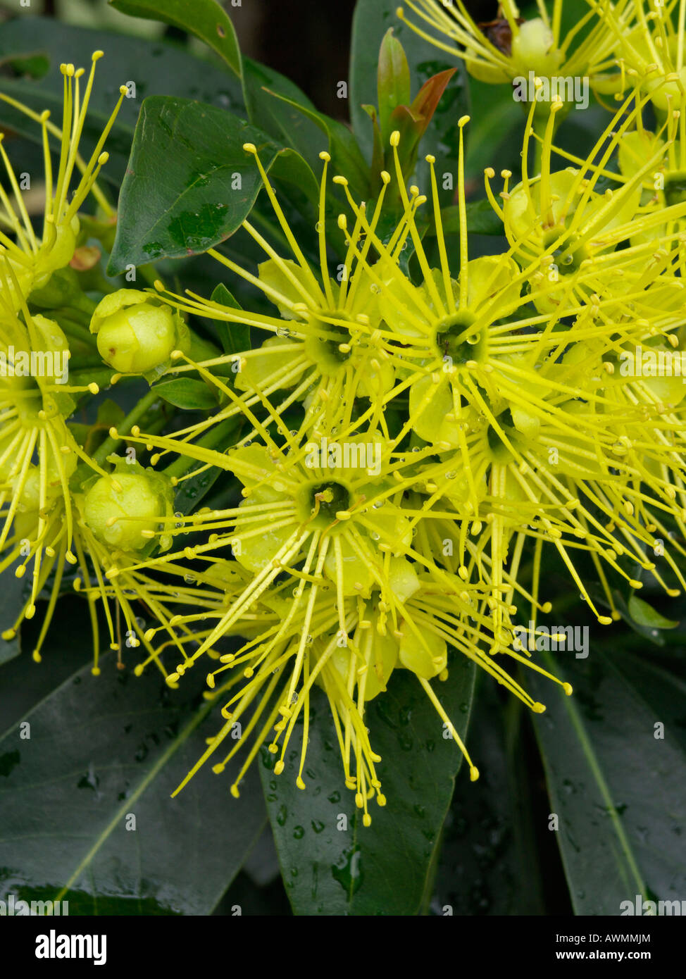 Golden penda (Xanthostemon chrysanthus) Stock Photo