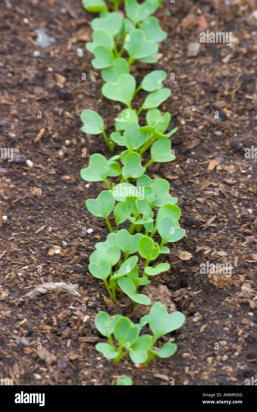 A row of young radish seedlings Stock Photo