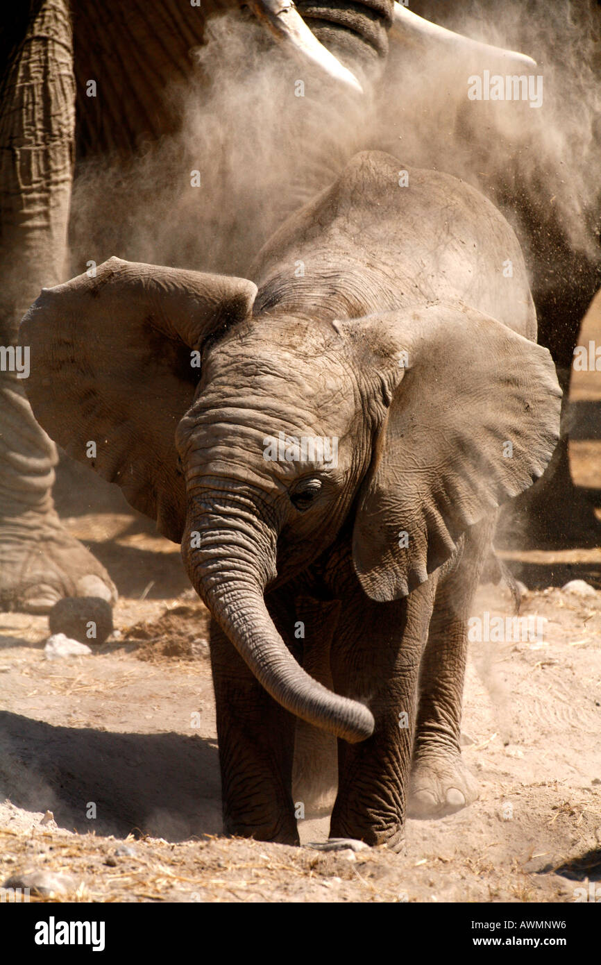 Elephant Baby Flapping Ears taking a dust bath, Africa Stock Photo Alamy
