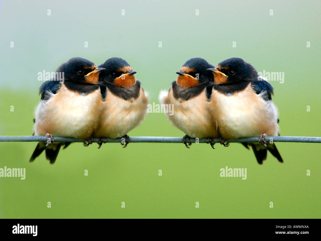 Barn swallow africa hi-res stock photography and images - Alamy