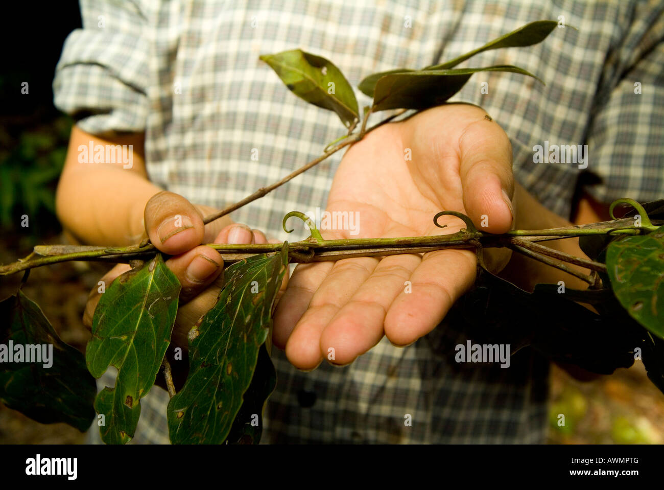 "Cat's Claw" Uncaria tomentosa traditional medicine Stock Photo Alamy