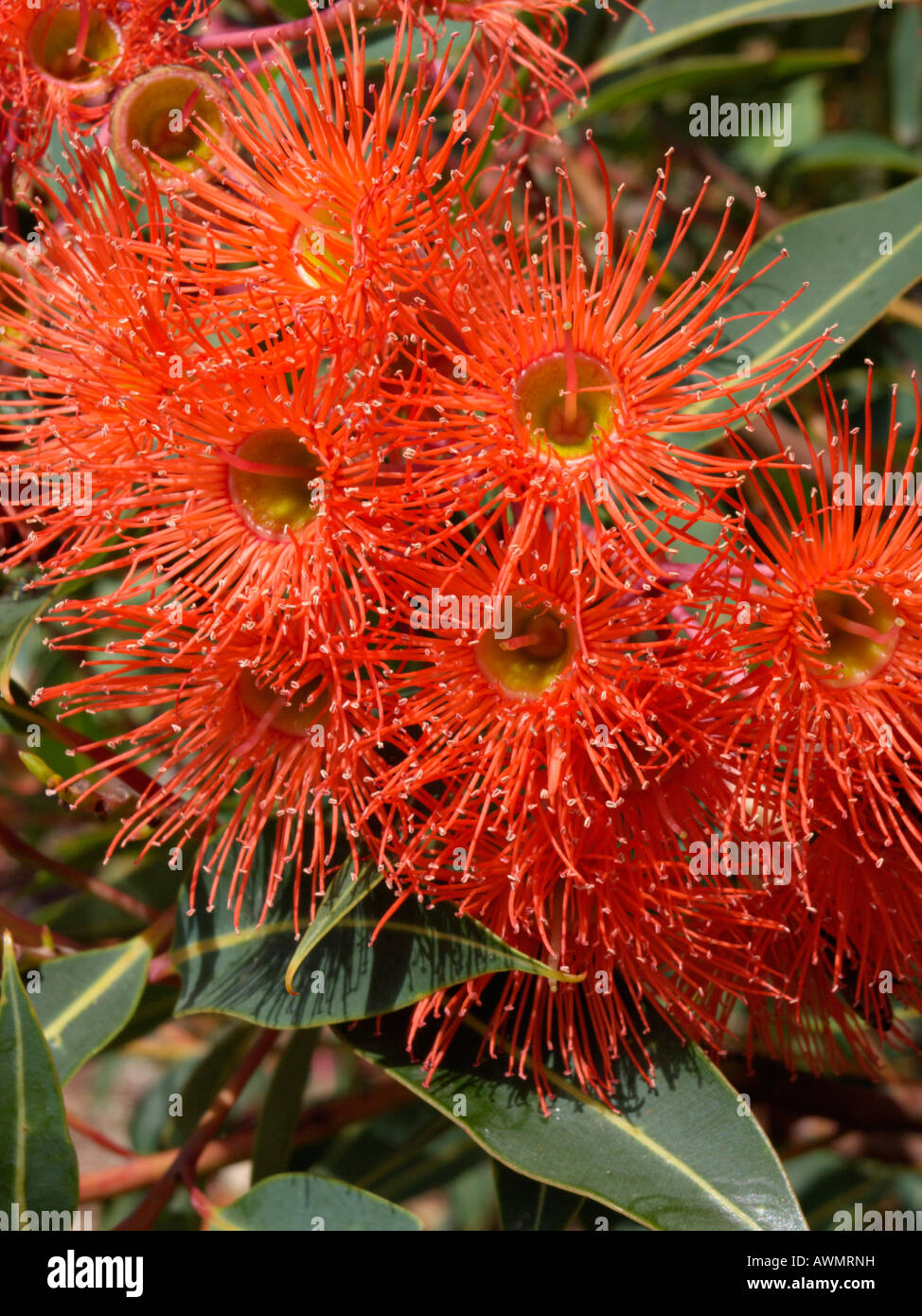 Red flowering gum (Corymbia ficifolia 'Orange Splendour' syn. Eucalyptus ficifolia 'Orange Splendour') Stock Photo