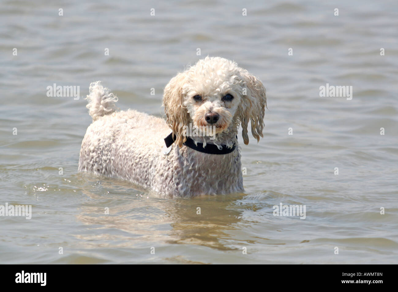 White Wet Poodle Dog in the Sea Looking at Camera Stock Photo