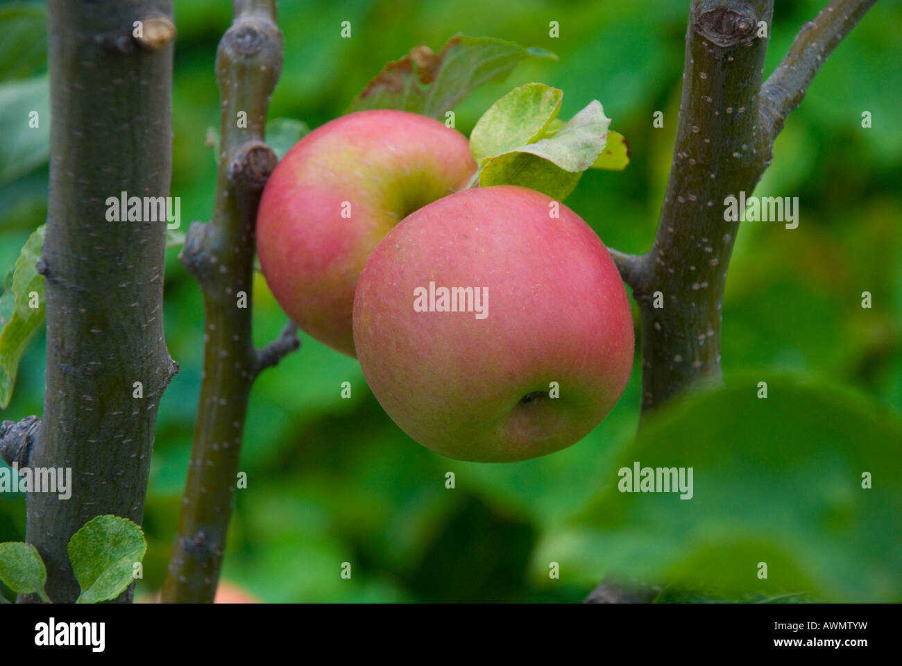 Ripe Pink Lady apples on tree Stock Photo