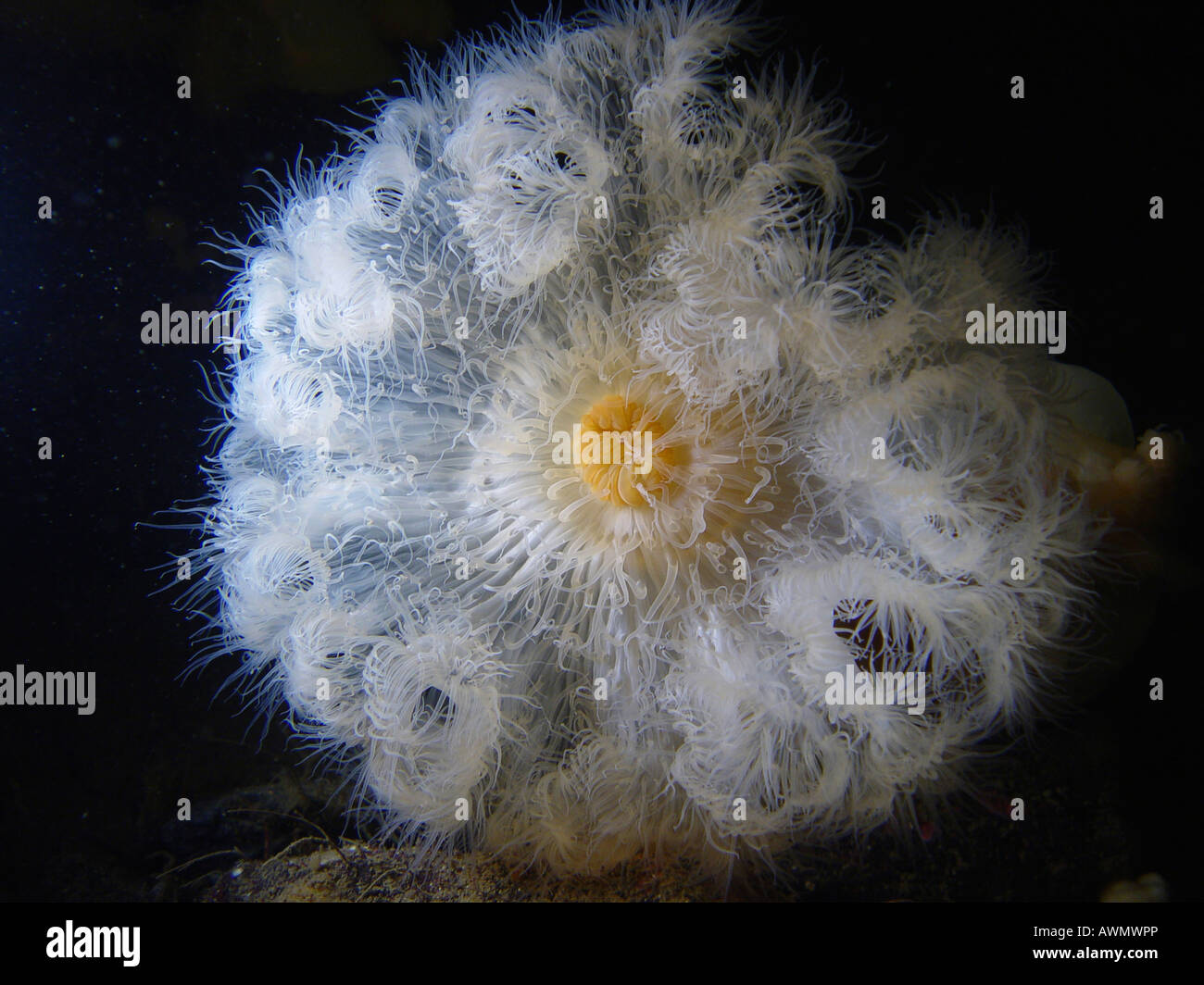 Plumose Anemone (Metridium senile). White Sea, White Karelia, Russia Stock Photo