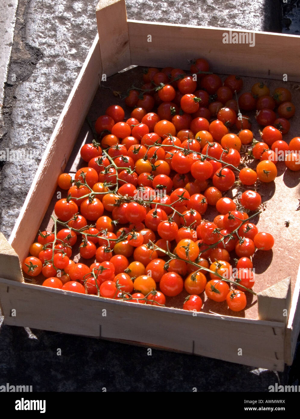 Vine ripened tomatoes Stock Photo