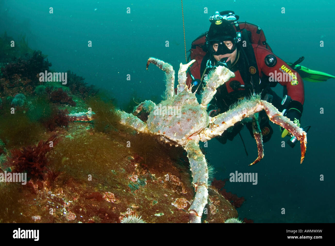Red king crab (Paralithodes camtschatica) and diver. Barents Sea, Russia Stock Photo