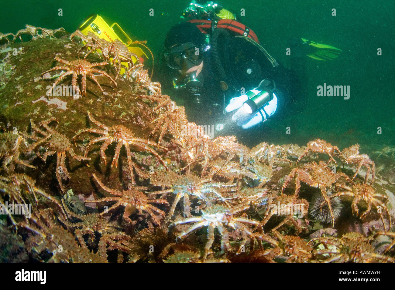 Young red king crabs (Paralithodes camtschatica) and diver. Barents Sea, Russia Stock Photo
