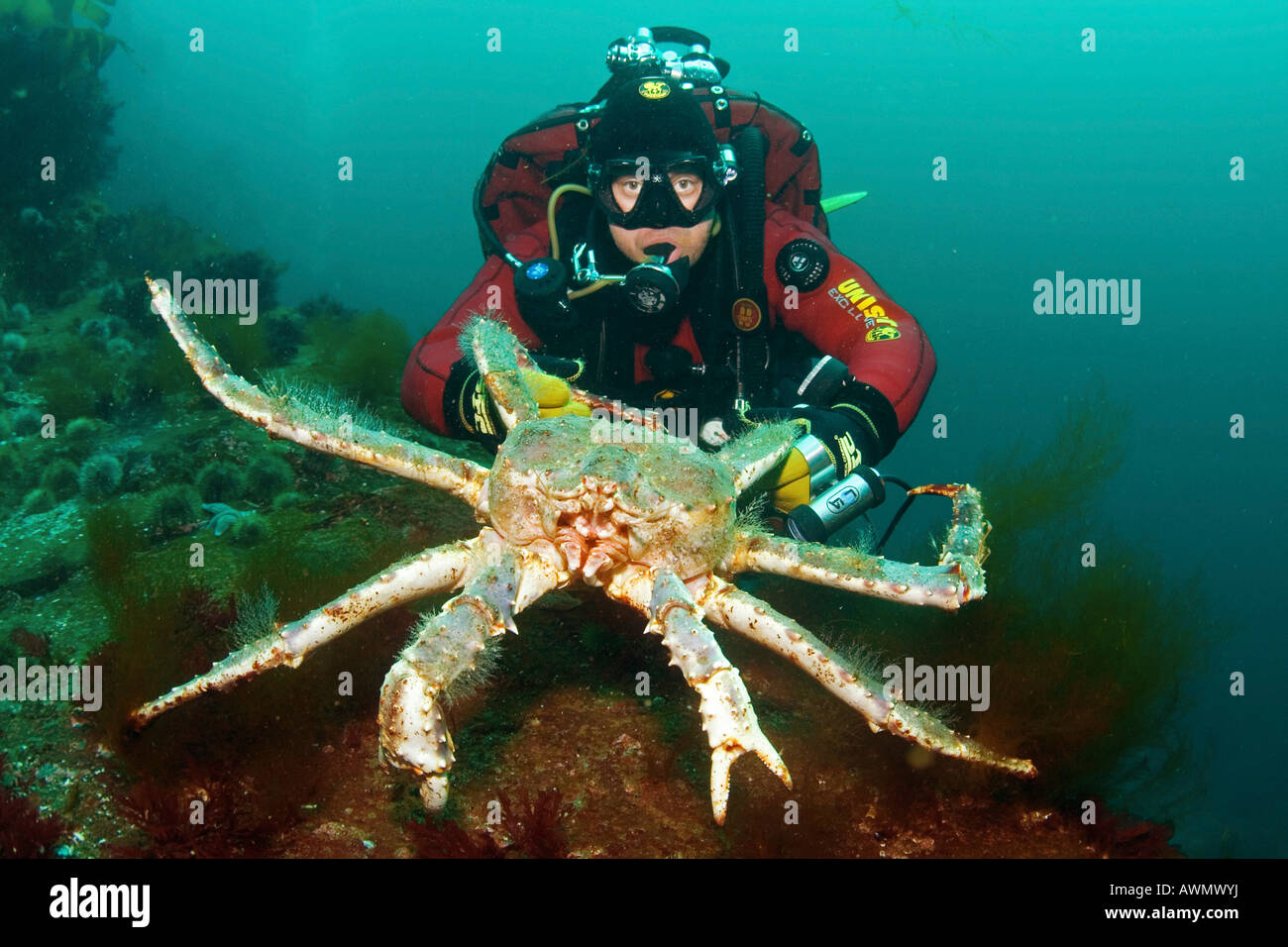 Red king crab (Paralithodes camtschatica) and diver. Barents Sea, Russia Stock Photo