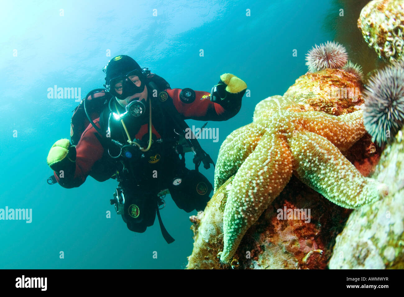 Common Starfish (Asterias rubens) and diver. Barents Sea, Russia Stock Photo