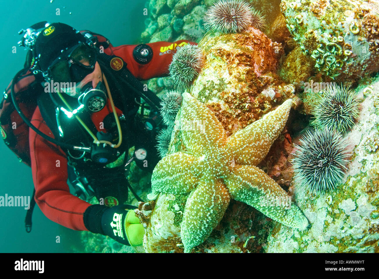 Common Starfish (Asterias rubens) and diver. Barents Sea, Russia Stock Photo