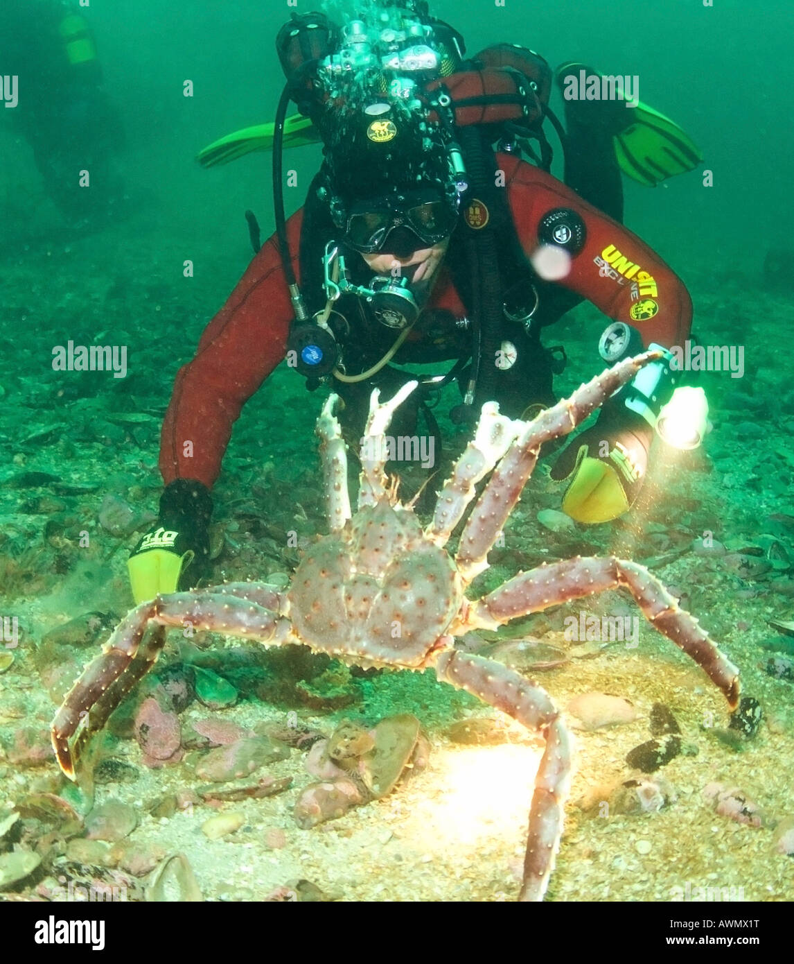 Red king crab (Paralithodes camtschatica) and diver. Barents Sea, Russia Stock Photo