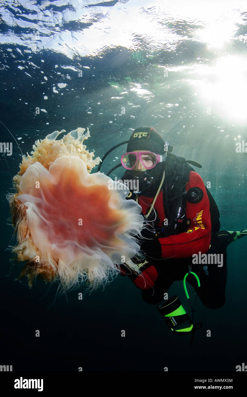 Lion's mane jellyfish (Cyanea capillata) and diver. Barents Sea, Russia Stock Photo