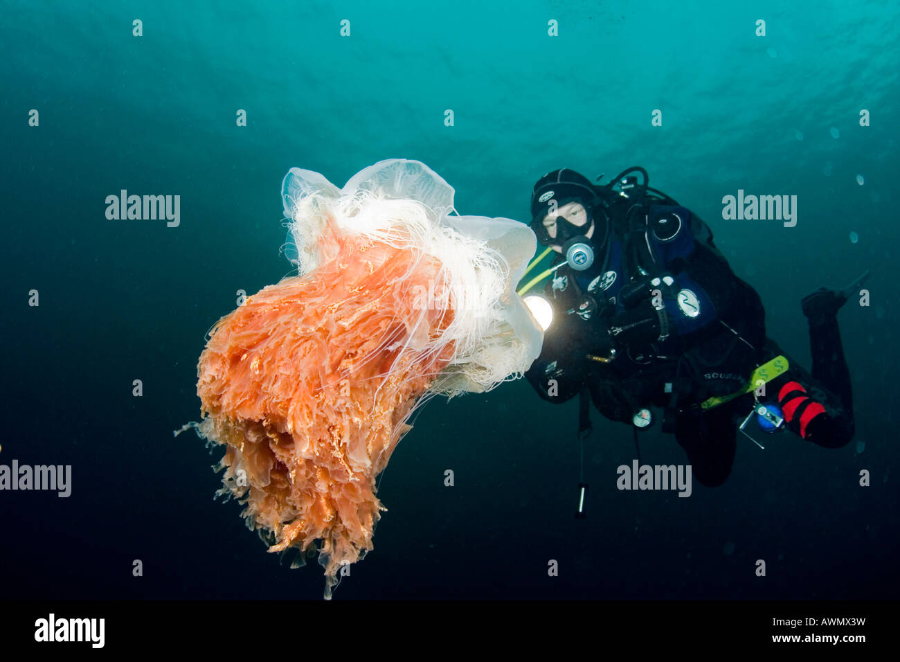 Lion's mane jellyfish (Cyanea capillata) and diver. Barents Sea, Russia Stock Photo