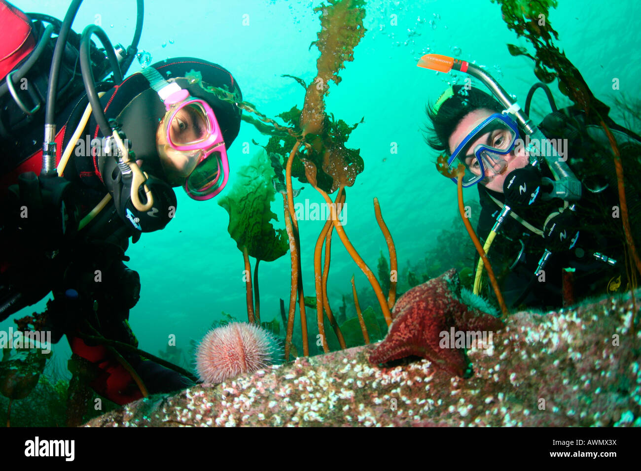 Underwater landscape and divers. Barents Sea, Russia Stock Photo