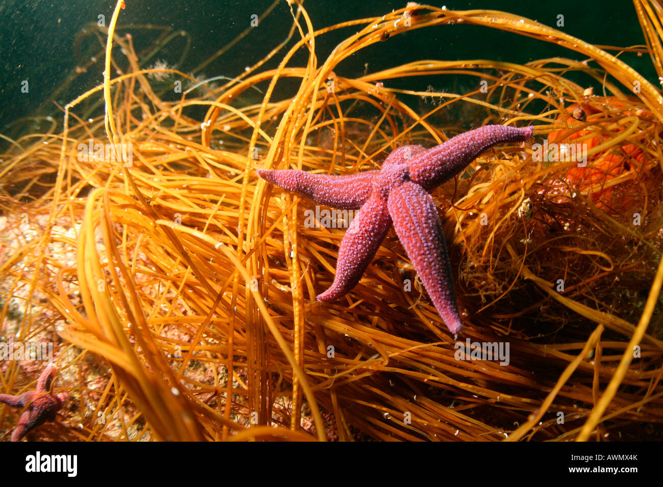 Common Starfish (Asterias rubens). Barents Sea, Russia Stock Photo