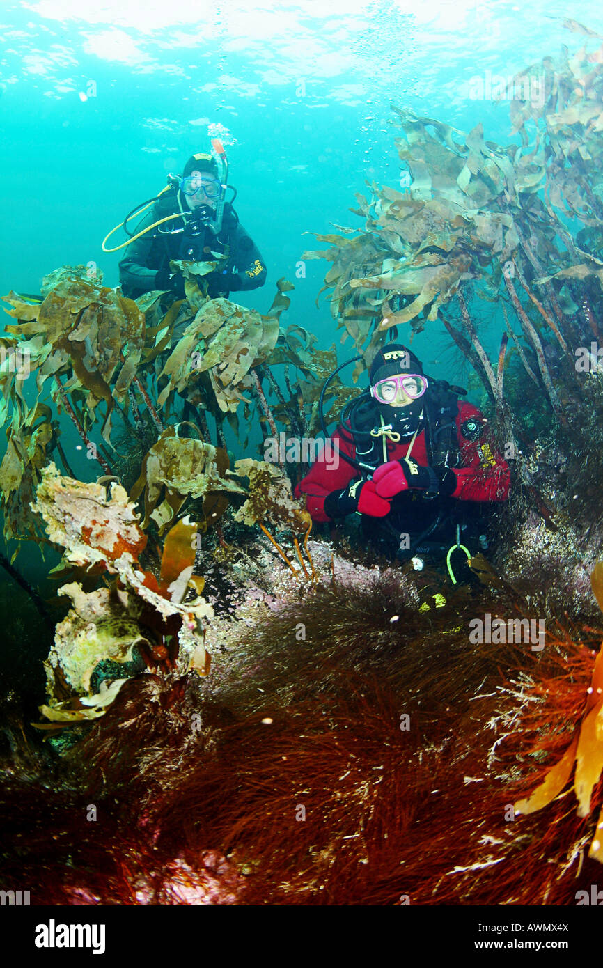 Underwater landscape and divers. Barents Sea, Russia Stock Photo