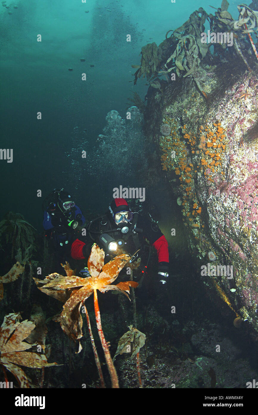 Underwater landscape and divers. Barents Sea, Russia Stock Photo