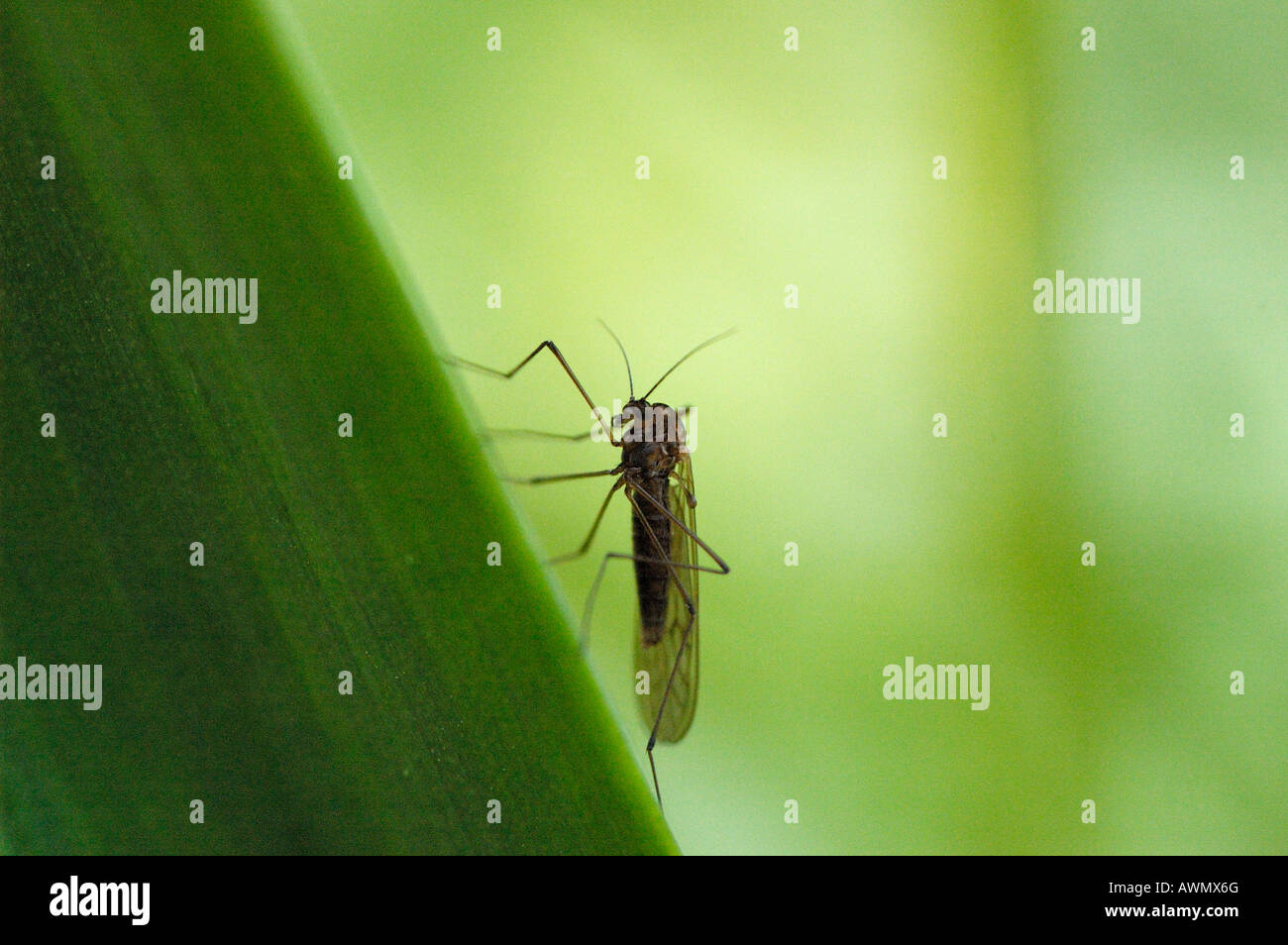 Midge, mosquito sitting on blade of grass Stock Photo
