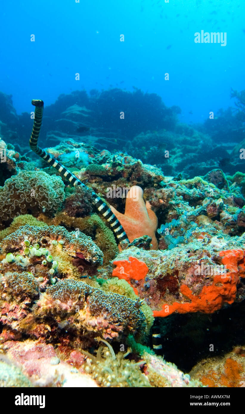 Banded sea krait or banded sea snake, Laticauda colubrina, Philippines. Stock Photo