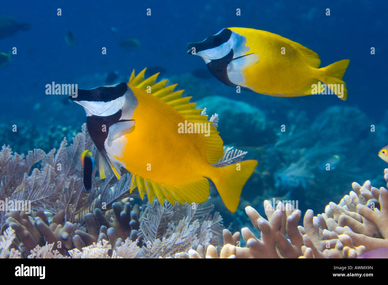 Foxface also called the Badgerface Siganus vulpinus, Indonesia. Stock Photo