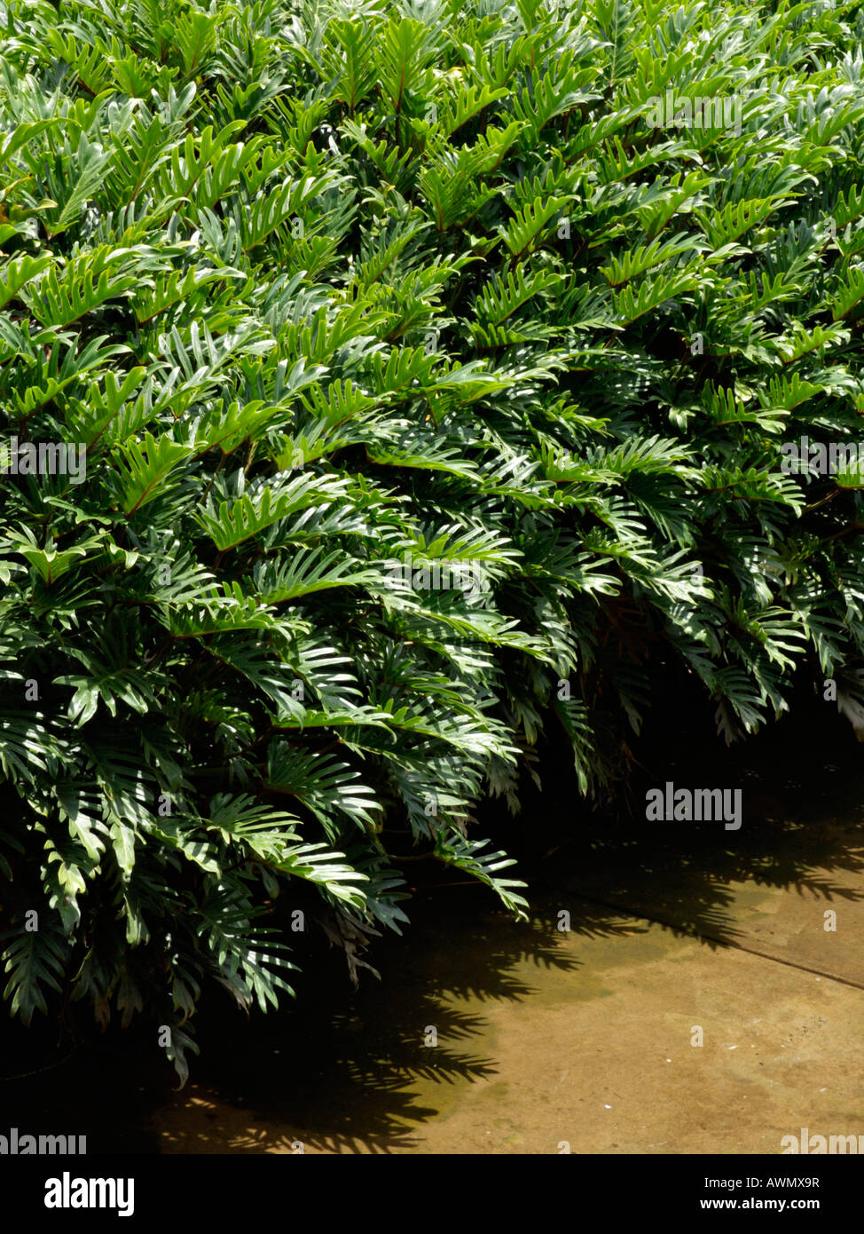 Philodendron selloum 'Xanadu' Stock Photo