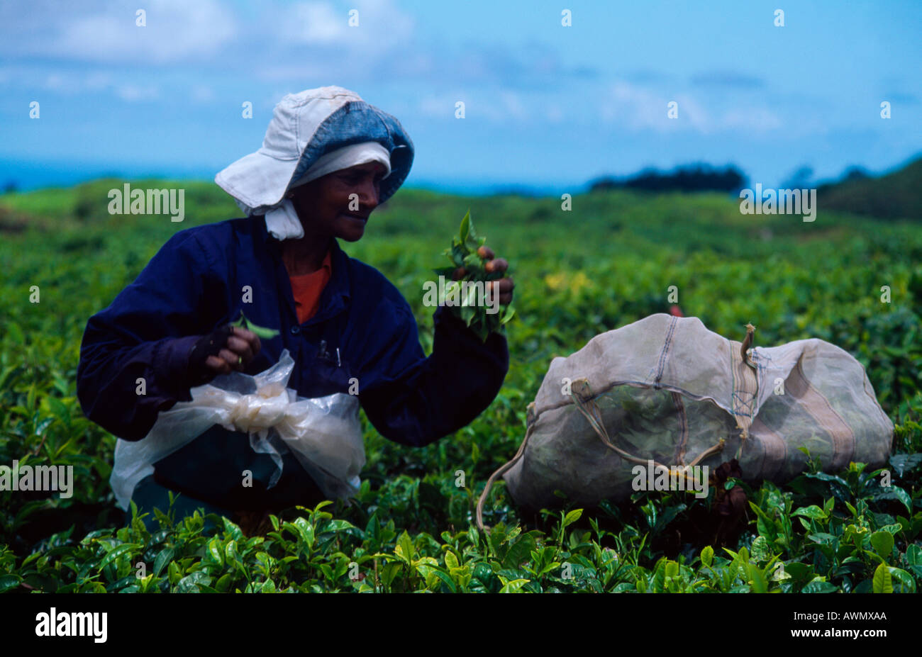 Bois Cheri Tea Plantation Mauritius Tea Picker With a Handful of Leaves Stock Photo Alamy