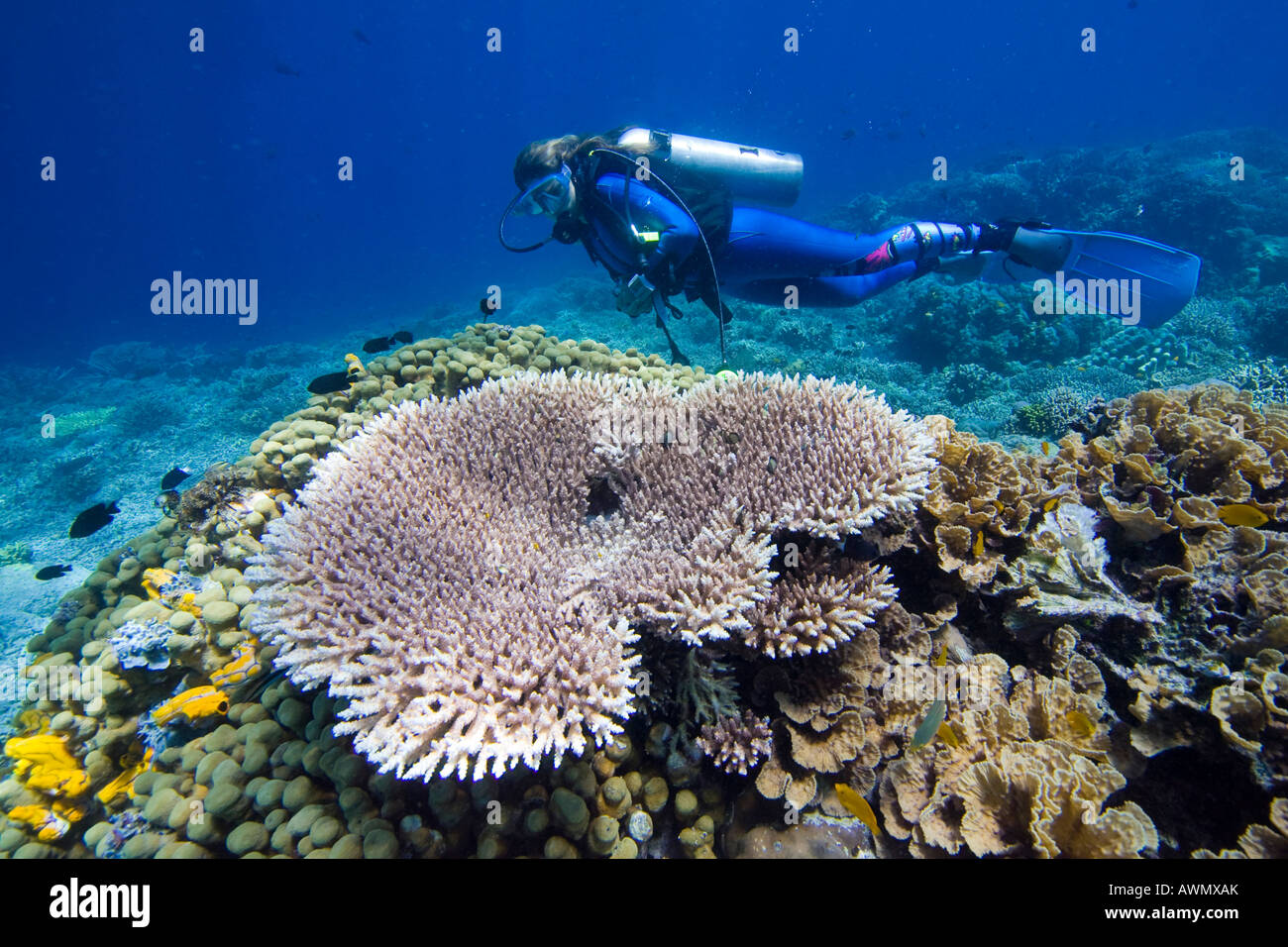 A diver swims in the underwater national park of Bunaken, Sulawesi, Indonesia. Stock Photo