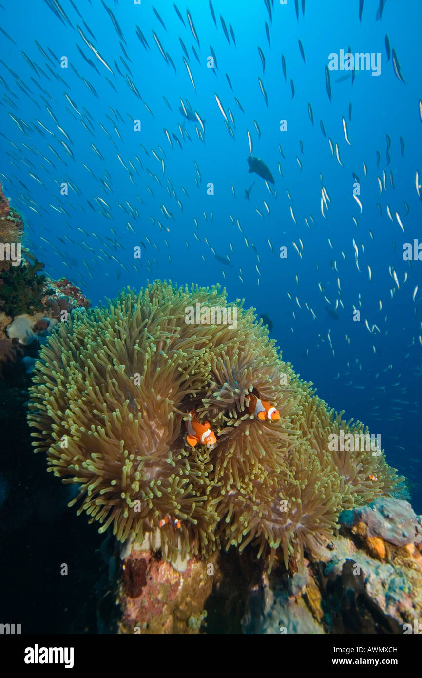 False anemonefish or Clownfish Amphiprion ocellaris, Philippines. Stock Photo