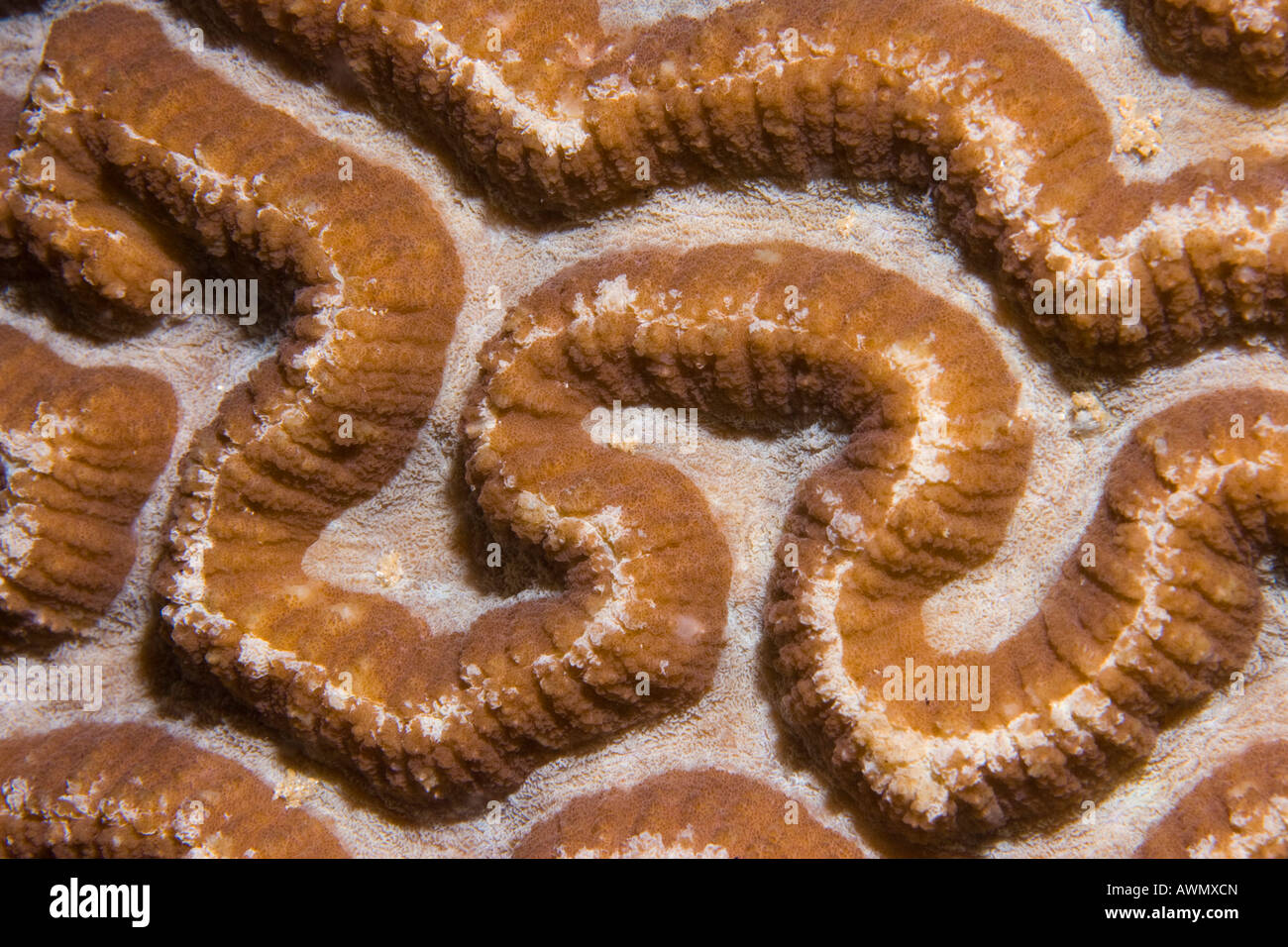 Brain coral Platygyra daedalea in the Bunaken underwater national park, Indonesia. Stock Photo