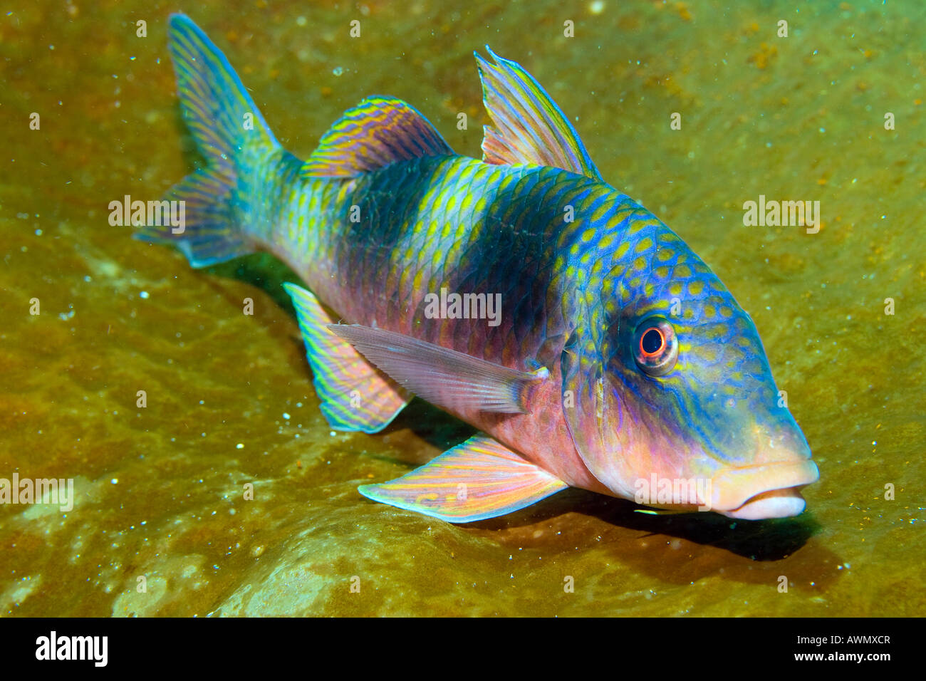 Double-bar goatfish, Parupeneus bifasciatus, Indonesia. Stock Photo