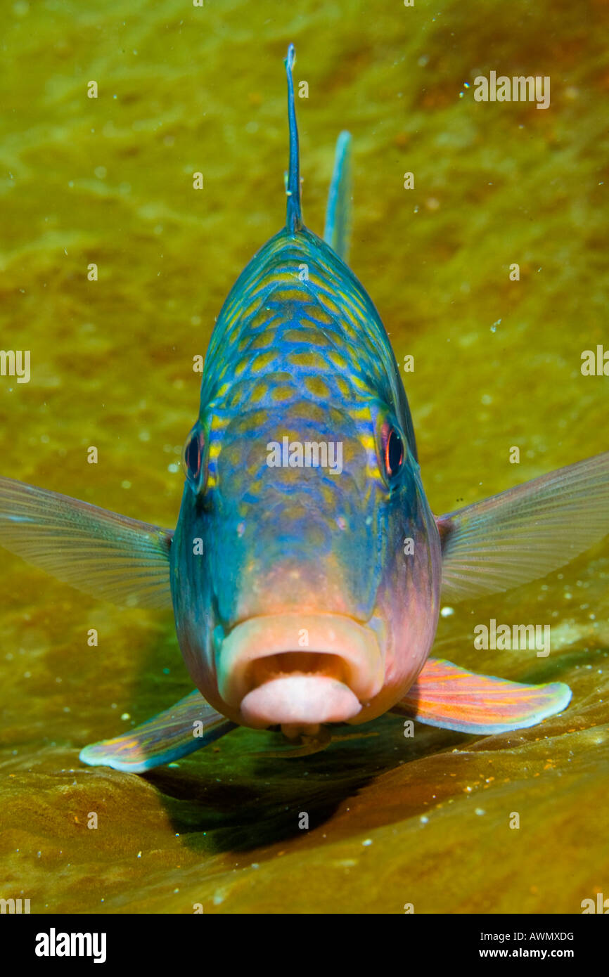 Double-bar goatfish, Parupeneus bifasciatus, Indonesia. Stock Photo