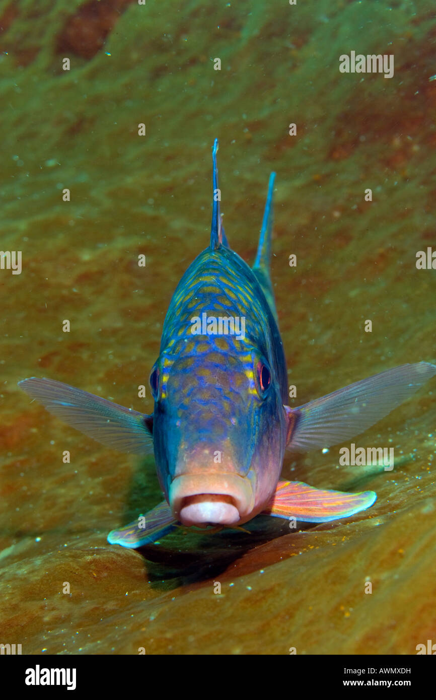 Double-bar goatfish, Parupeneus bifasciatus, Indonesia. Stock Photo