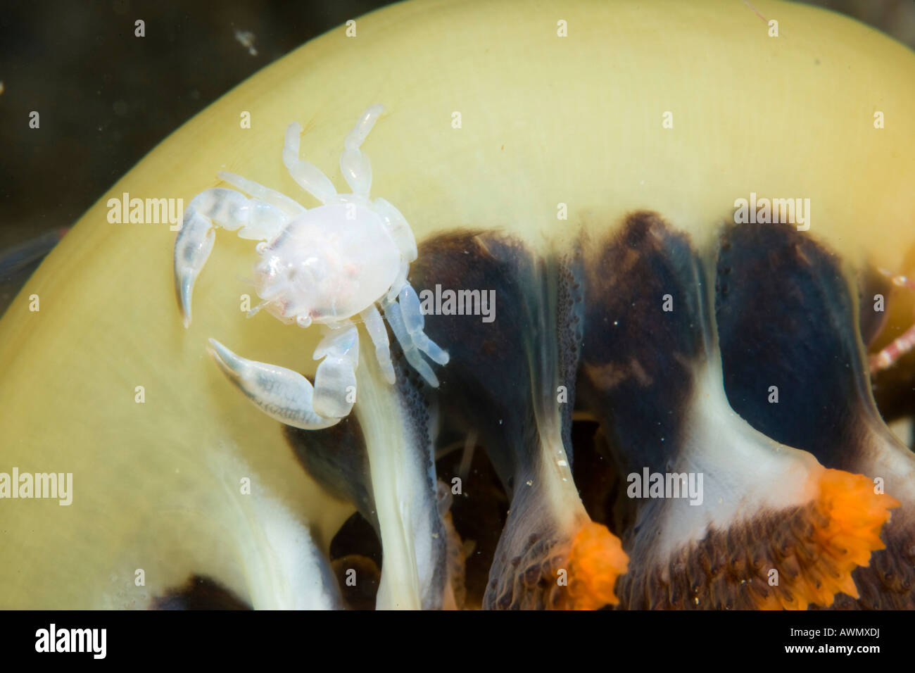 Porcelain Crab (Porcellanella triloba) on a Sea Pen (Pennatulacea), Raja Ampat Islands, Indonesia, Asia Stock Photo