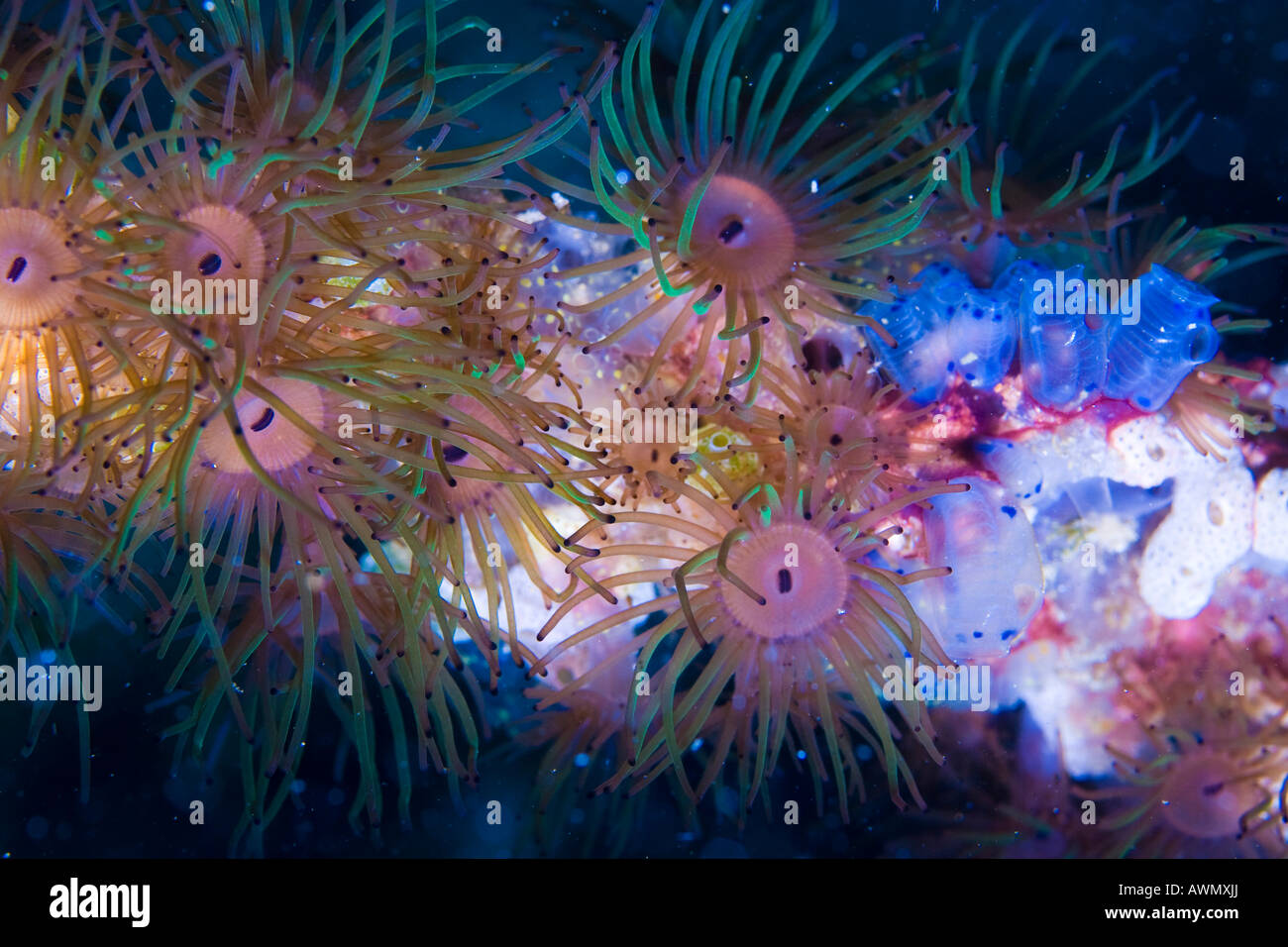 Encrusting Stick Anemones (Acrozoanthus) and Seasquirts, Indonesia, Asia Stock Photo