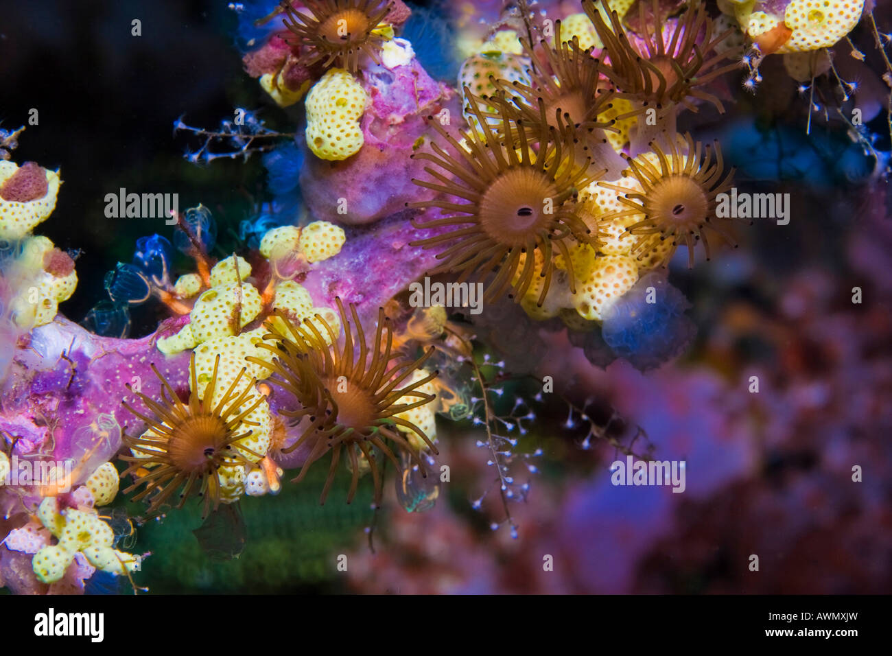 Encrusting Stick Anemones (Acrozoanthus) and Seasquirts, Indonesia, Asia Stock Photo