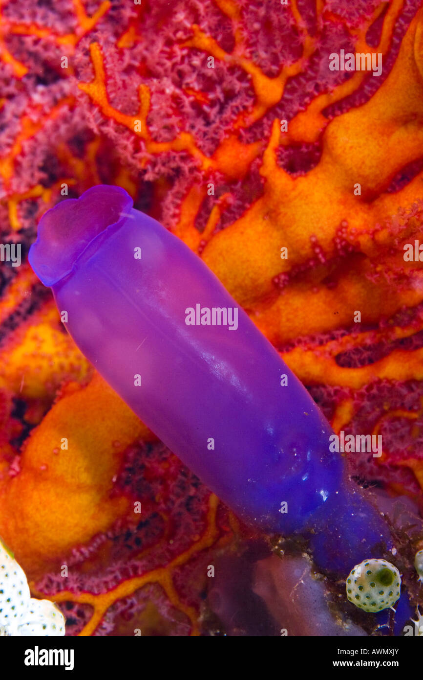 Blue Sea Squirt (Clavelinidae) in front of a Gorgonian or Sea Fan (Alcyonaria), Indonesia, Asia Stock Photo