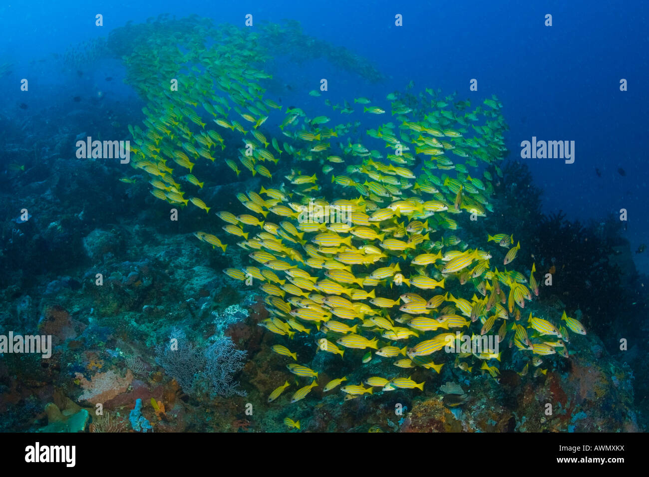 School of Bluestripe Snappers or Bluestripe Sea Perches (Lutjanus kasmira), Indonesia, Asia Stock Photo