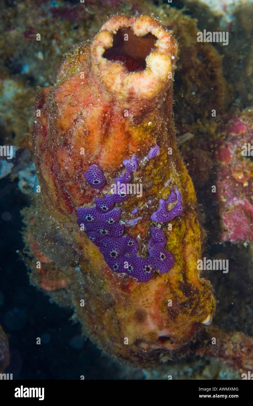 Sea Squirts (Ascidiae or Ascidiacea), Indonesia, Asia Stock Photo
