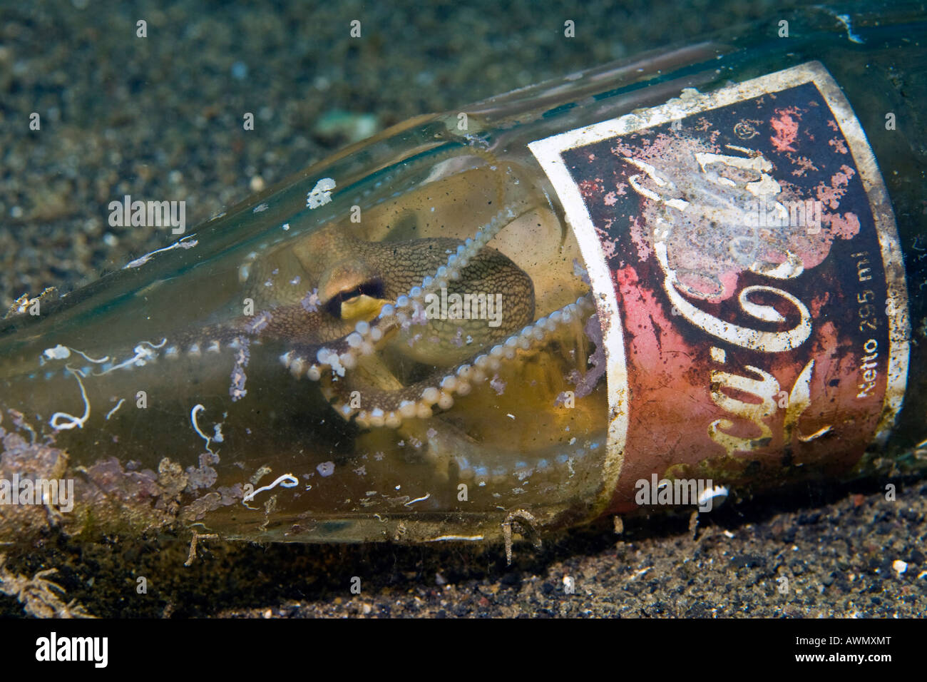 Veined Octopus or Coconut Octopus (Octopus marginatus) hiding in an old Coca Cola bottle, Indonesia, Asia Stock Photo