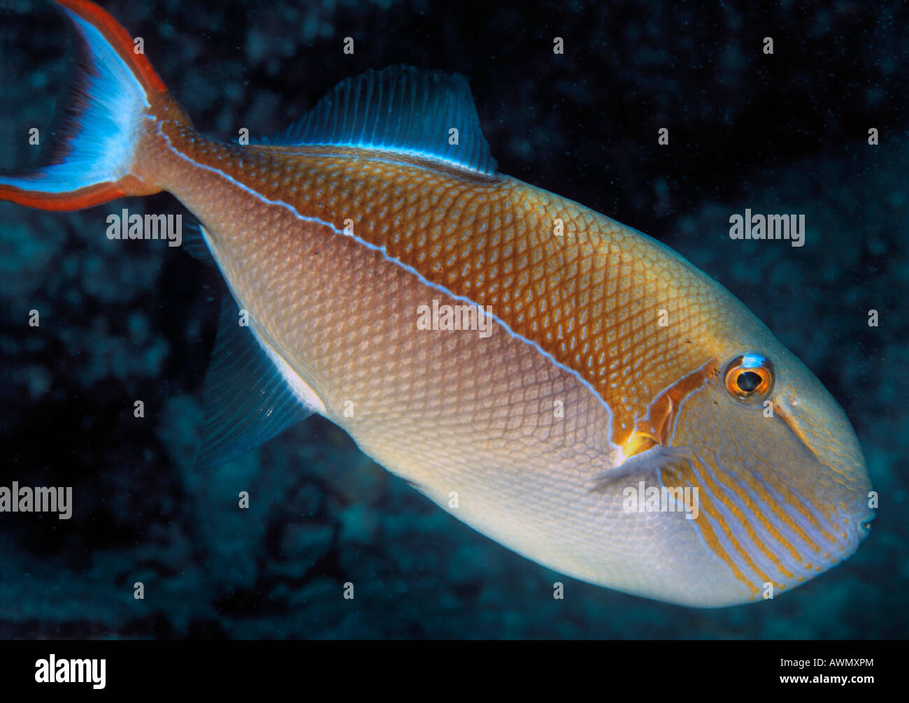 Triggerfish (Caeuleo lineatus), rare species, Cocos Keeling Island, Indian Ocean Stock Photo