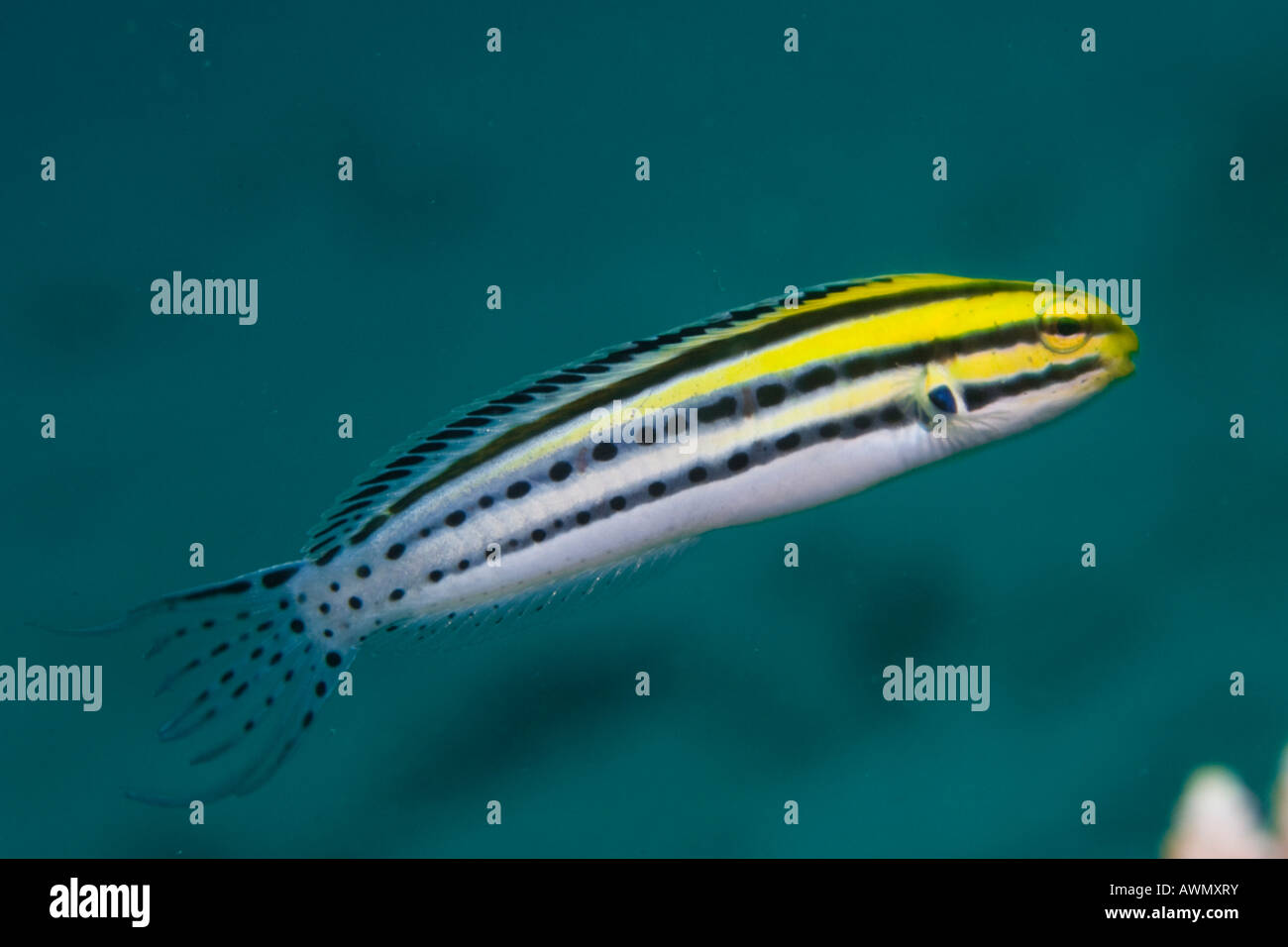 Striped Poison-Fang Blenny or Canary Blenny (Meiacanthus grammistes), Indonesia, Asia Stock Photo