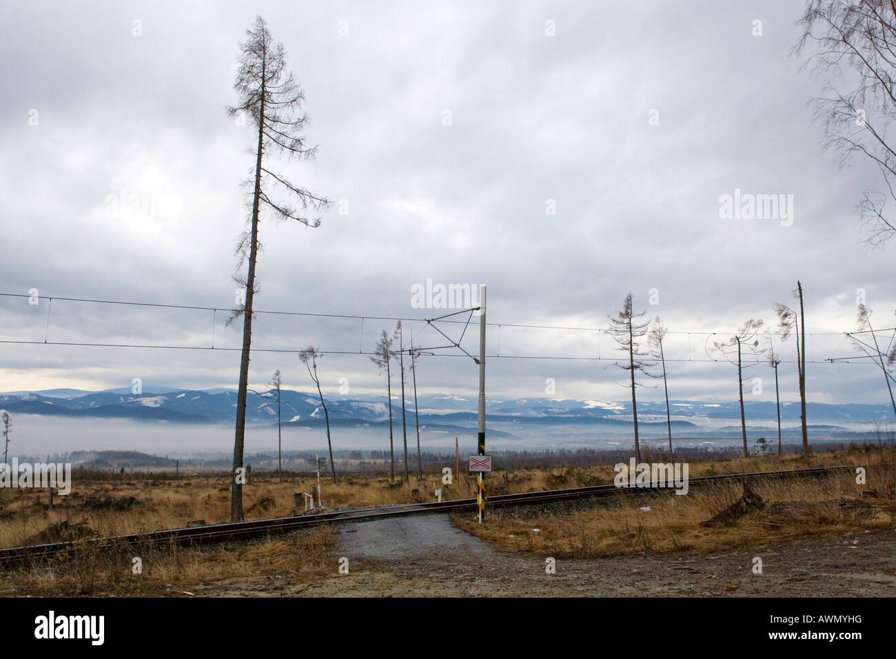 Environmental damage caused by storms and forest fires in 2005, High Tatras, Slovakia, Europe Stock Photo